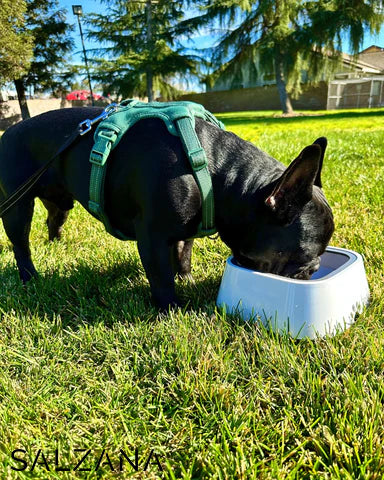 DryBowl™