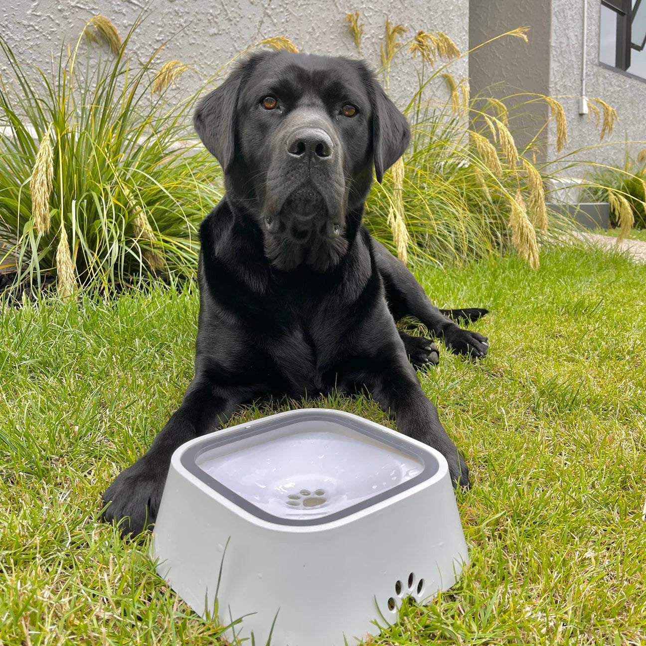 DryBowl™